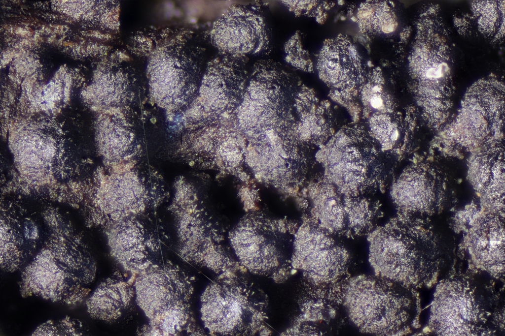 Melanomma pulvis-pyrius