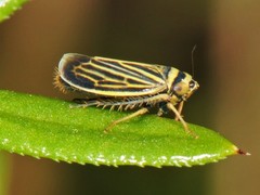 Amblysellus curtisii