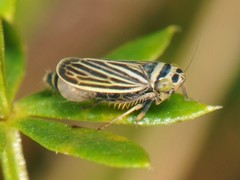 Amblysellus curtisii