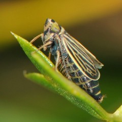 Amblysellus curtisii