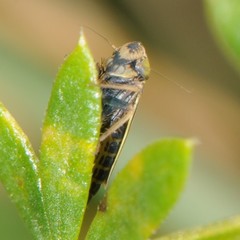 Amblysellus curtisii