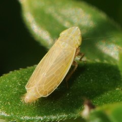 Arthaldeus pascuellus