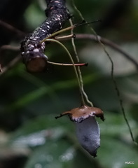 Diospyros gracilipes