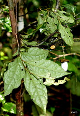 Diospyros gracilipes