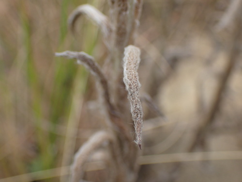 Image of Helichrysum auriceps by (c) Mahomed Desai, some rights reserved (CC BY)