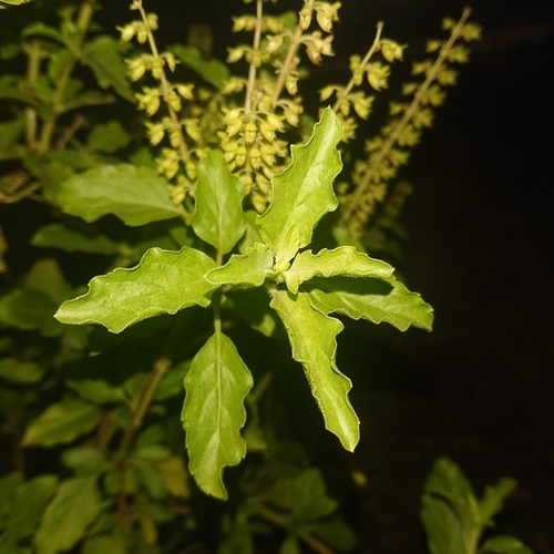 Ocimum tenuiflorum