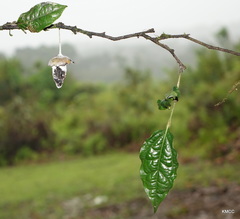 Diospyros gracilipes