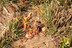 Crassula capitella thyrsiflora