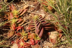 Crassula capitella thyrsiflora