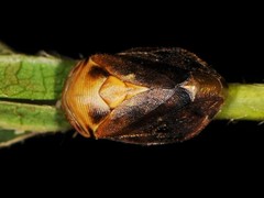 Clastoptera achatina