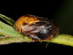 Clastoptera achatina