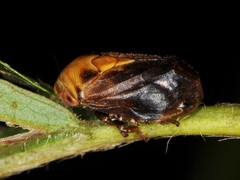 Clastoptera achatina