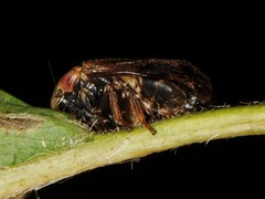 Clastoptera achatina