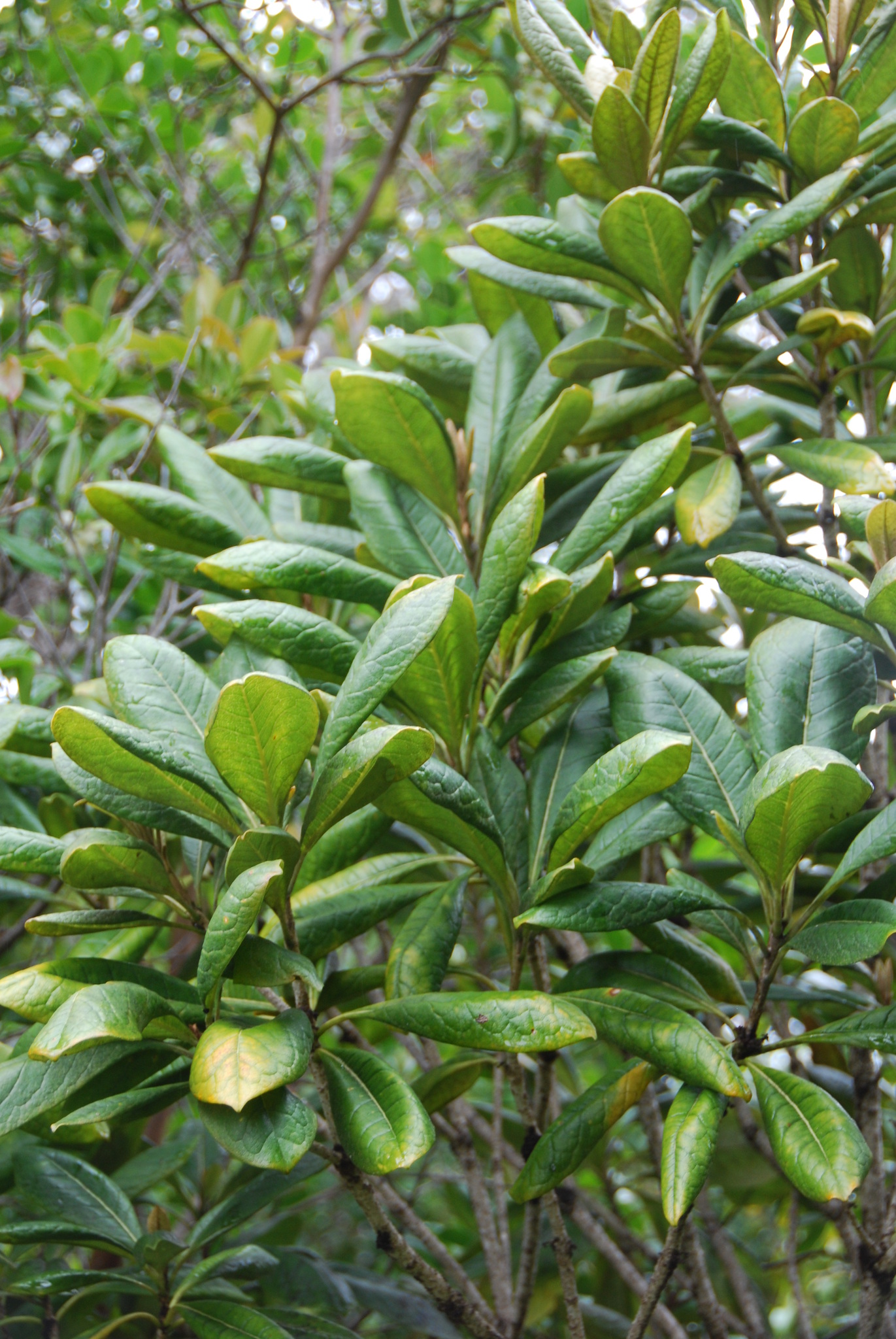 Pittosporum kauaiense