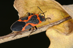 Lygaeus kalmii angustomarginatus