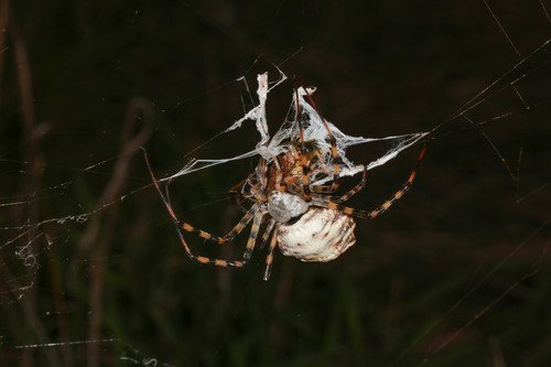 Lobed Argiope