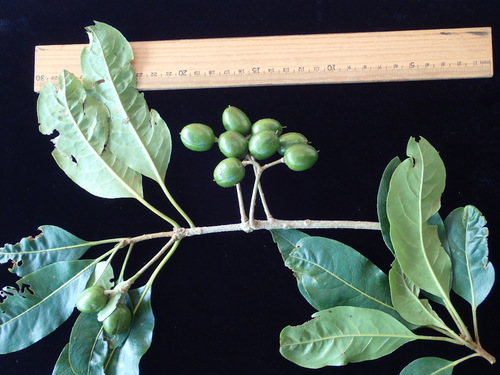 Pittosporum samoense observed 2016-06-25