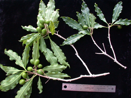 Pittosporum taitense observed 2004-11-25