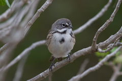 Artemisiospiza belli clementeae