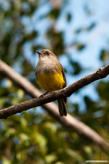 Eopsaltria flaviventris