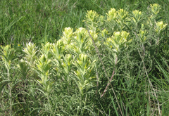 Castilleja citrina