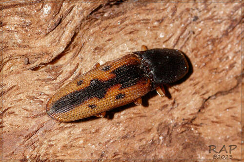 Larva-arame (Conoderus scalaris)
