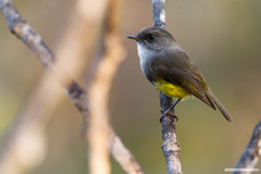 Eopsaltria flaviventris