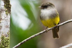 Eopsaltria flaviventris