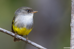 Eopsaltria flaviventris