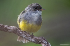 Eopsaltria flaviventris