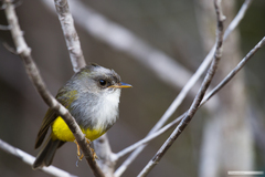 Eopsaltria flaviventris