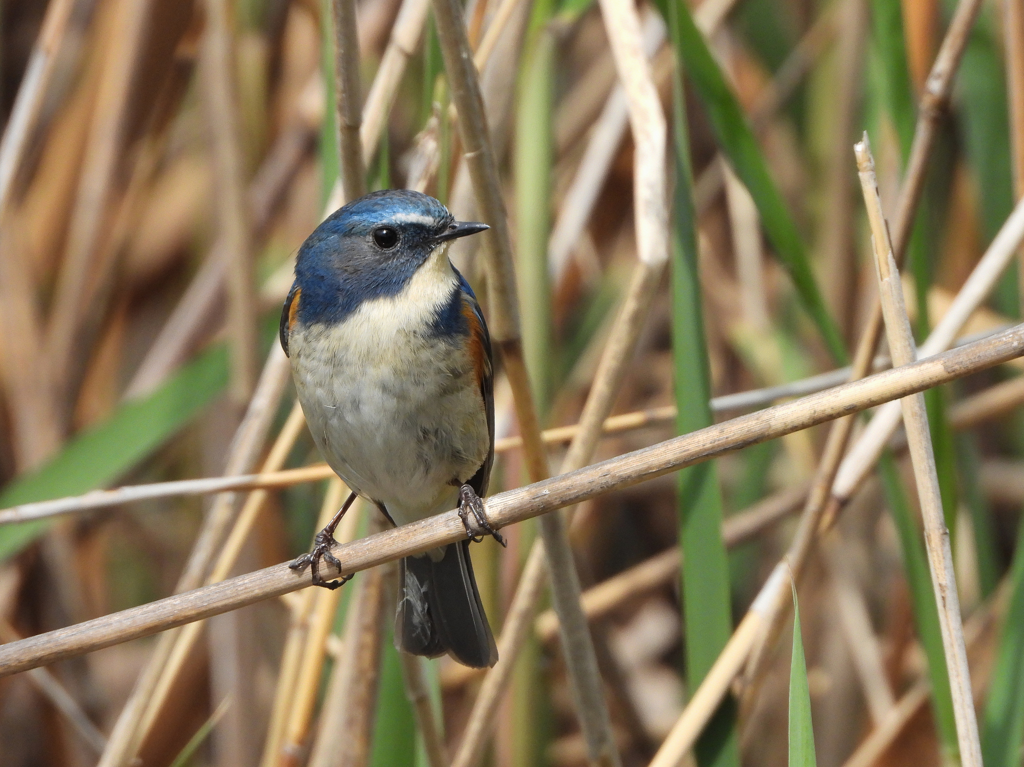 Red-flanked bluetail - Wikipedia