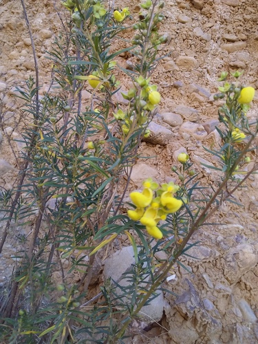 Calceolaria buchtieniana (Calceolaria buchtieniana)