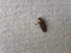 Pyractomena ecostata