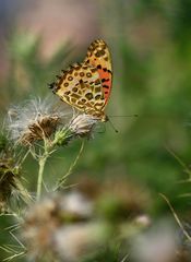 Argynnis hyperbius