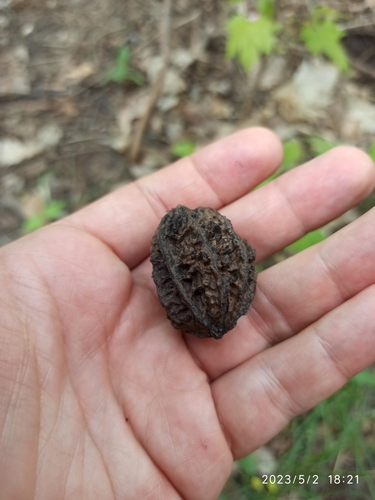 Juglans mandshurica iNat (3)