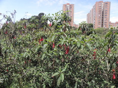 Fuchsia boliviana