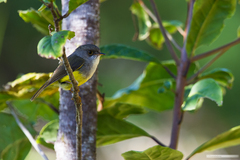 Eopsaltria flaviventris