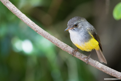 Eopsaltria flaviventris