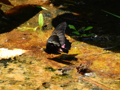 Heraclides anchisiades capys