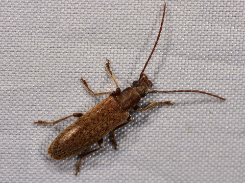 Sparedrus orsinii · iNaturalist