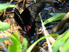 Heraclides anchisiades capys