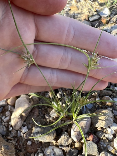 Cyperus articulatus iNat (3)
