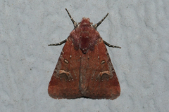 Eucoptocnemis fimbriaris