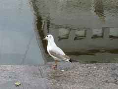 Chroicocephalus ridibundus