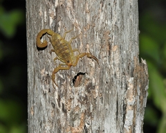 Centruroides exilicauda