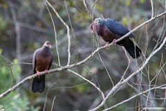 Columba vitiensis hypoenochroa