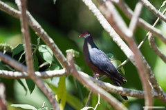 Columba vitiensis hypoenochroa