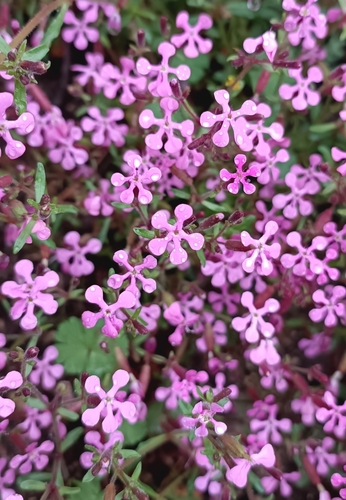 Saponaria calabrica, photograph 6