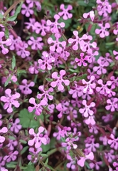 Saponaria calabrica, photograph (c) Gianluca Congi🪶🦆🌲, some rights reserved (CC BY-SA)
